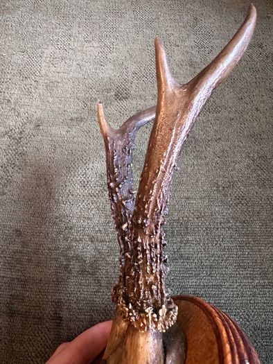 Vintage taxidermy
