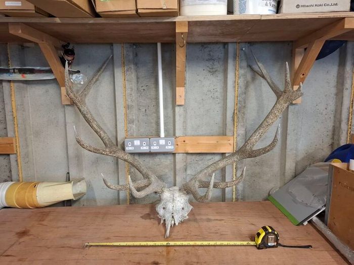 stag antlers