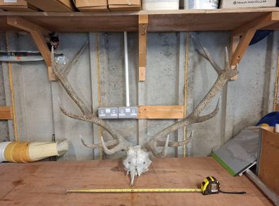 stag antlers