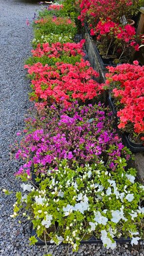 Azalea Evergreen Plants