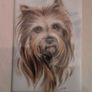 various mounted animal prints wild and tame Image 2