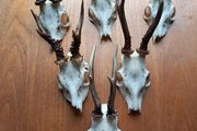 6 roe deer skulls