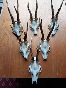 6 roe deer skulls