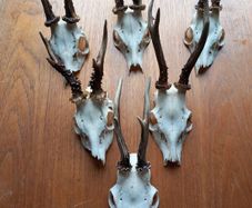 6 roe deer skulls