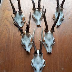 6 roe deer skulls
