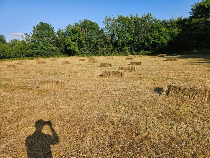Small square bales of hay
