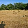 Small square bales of hay Image 2
