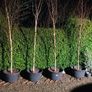White Birch Trees 13ft / 4 meters Image 5