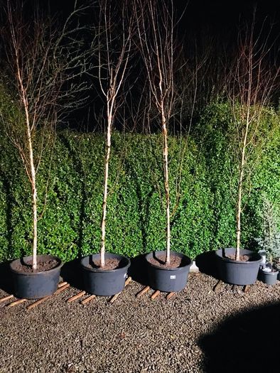 White Birch Trees 13ft / 4 meters