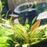 Endler Guppies Image 5