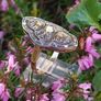 Antique Art Deco Diamond Plaque Ring Image 7