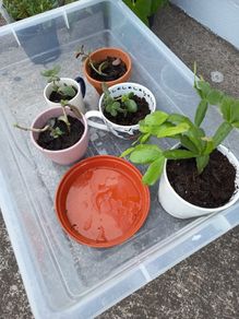 pot plants