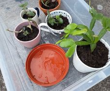 pot plants