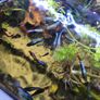 young guppie fish Image 2