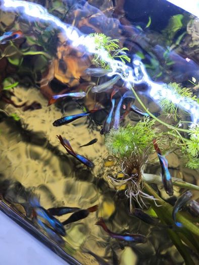 young guppie fish