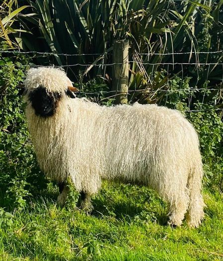 Ram lamb