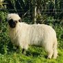 Ram lamb Image 2