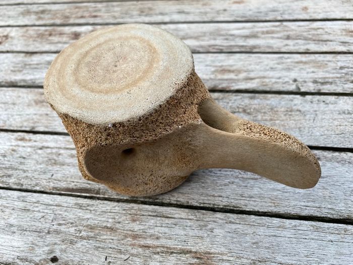 Whale vertebrae