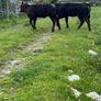 2 suckler cows + 2 calfs Image 5