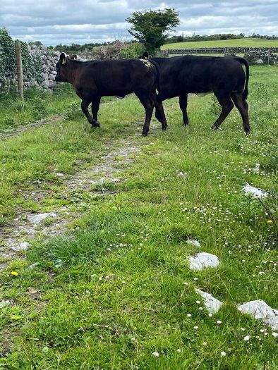 2 suckler cows + 2 calfs