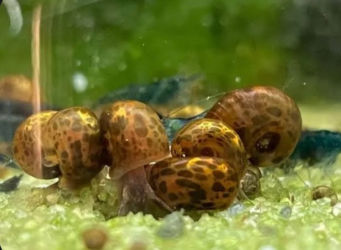 Leopard Ramshorn snails for fish tanks 5 X 5eur