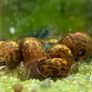 Leopard Ramshorn snails for fish tanks 5 X 5eur Image 2