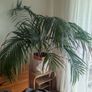 Large palm tree Image 2