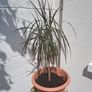Small Draecana Marginta Image 4