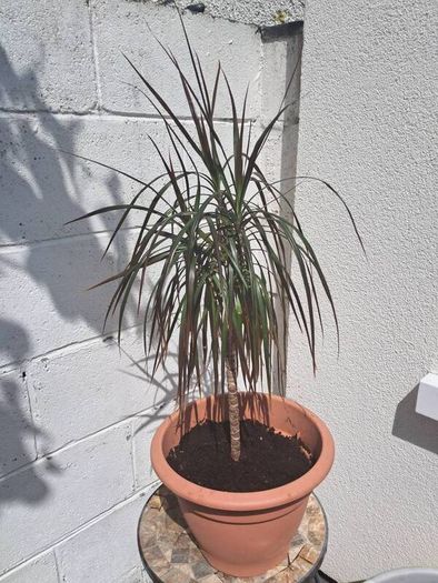 Small Draecana Marginta
