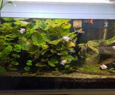 fish tank 170l