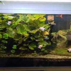 fish tank 170l