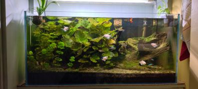 fish tank 170l