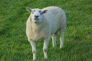 Texel and Charloais Rams