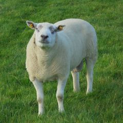 Texel and Charloais Rams