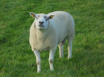 Texel and Charloais Rams