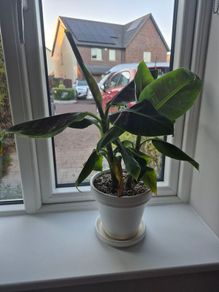 2 x Banana plant