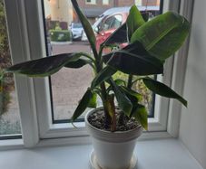 2 x Banana plant