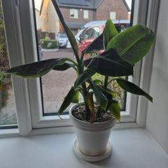 2 x Banana plant