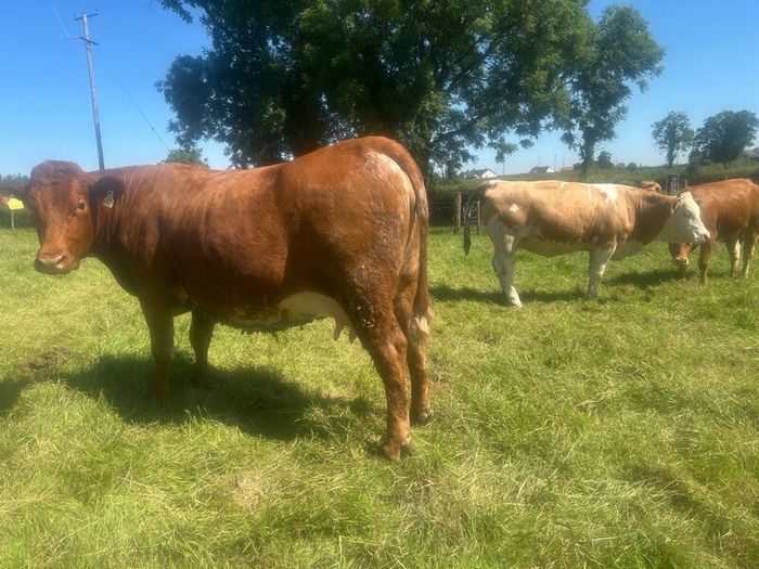Springing and incalf heifers