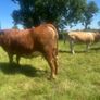 Springing and incalf heifers Image 9