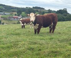 Hereford In Calf Heifers