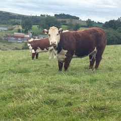 Hereford In Calf Heifers