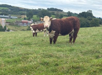 Hereford In Calf Heifers