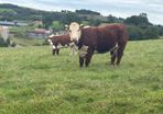 Hereford In Calf Heifers