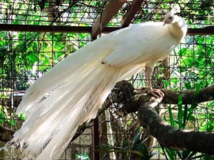 Peacock