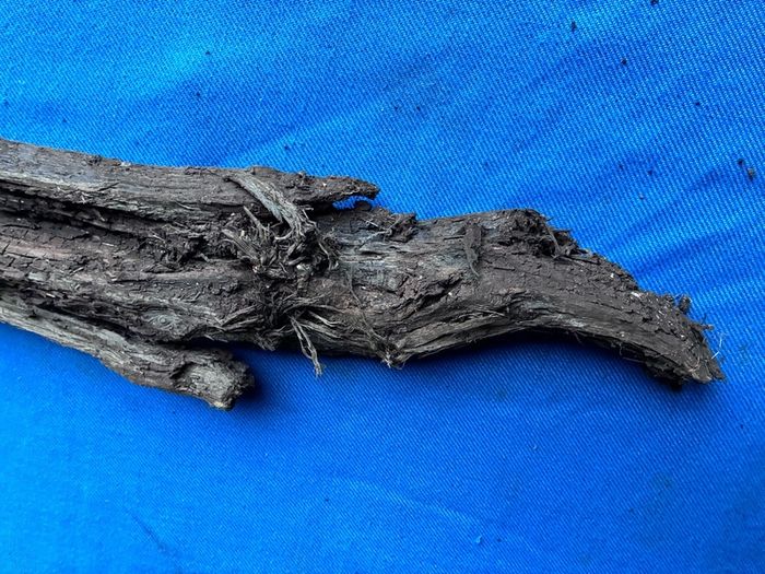 bog oak