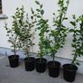 Garden Hedging, Image 5