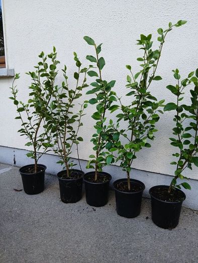 Garden Hedging,