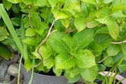 Hydrangea