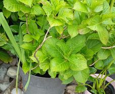 Hydrangea